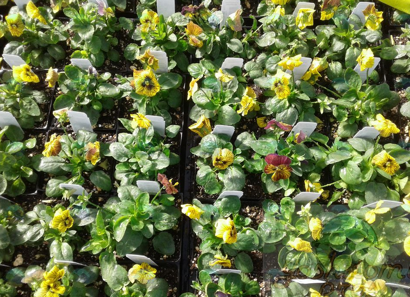 Viola Sorbet Tiger Eyes - 3.5"