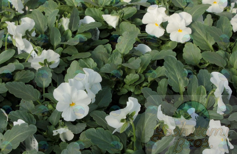 Viola Sorbet Pure White - 3.5"