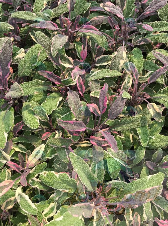 Sage Tri-Color - 1 Gallon