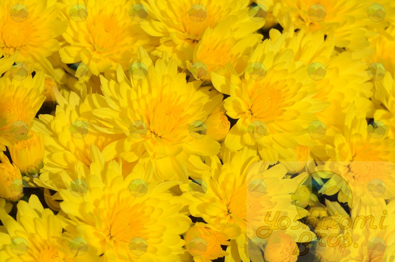 Chrysanthemum Mums Honeyblush Yellow - 4.5"