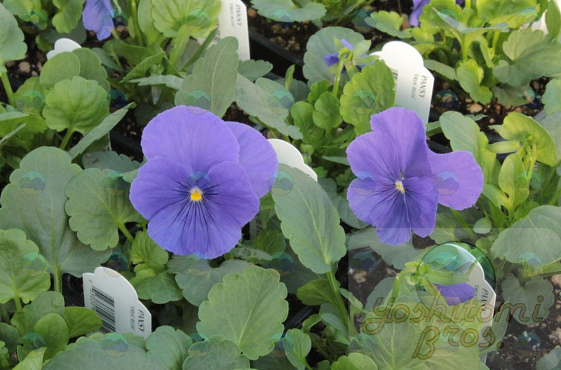 Pansy Matrix Pure True Blue - 3.5"