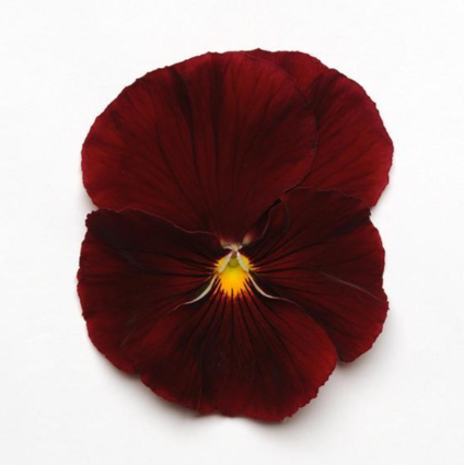 Pansy Matrix Pure Scarlet - 3.5"