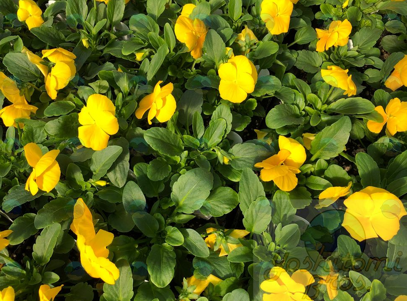 Pansy Matrix Pure Yellow - 3.5"