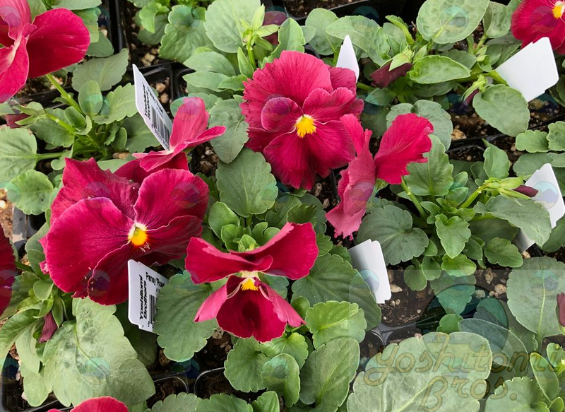 Pansy Matrix Rose Wing - 3.5"
