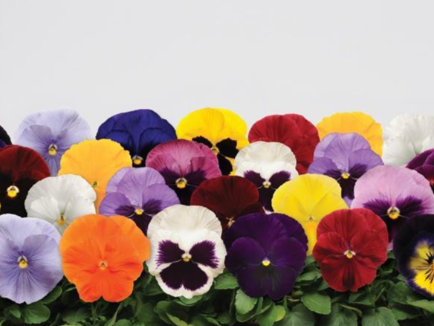 Pansy Matrix Grower Select Mix - 3.5"