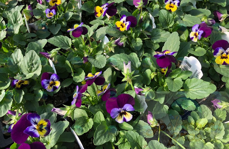 Viola Sorbet Midnight Glow - 3.5"