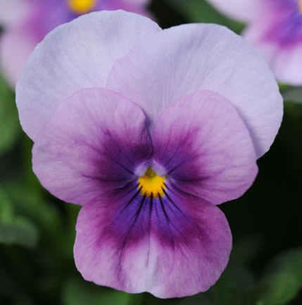Viola Sorbet Orchid Rose - 3.5"