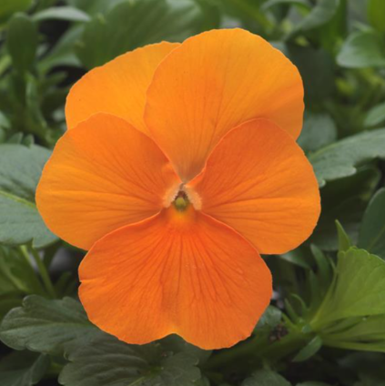 Viola Sorbet Pure Orange - 3.5"