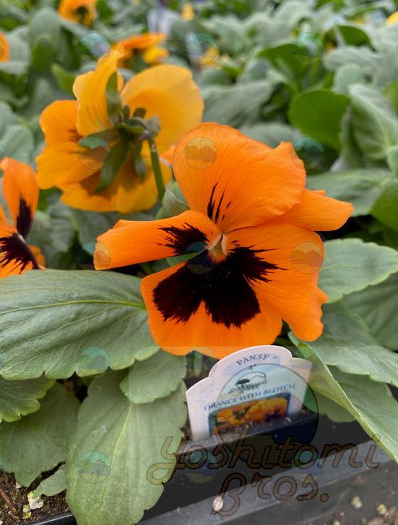 Pansy Matrix Orange Blotch - 3.5"