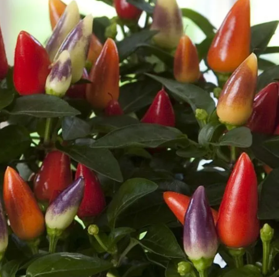 Ornamental Pepper Multi Color Red - 4.5"