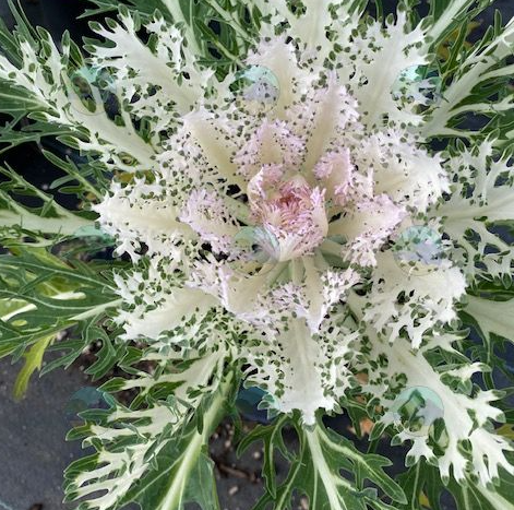 Ornamental Kale Peacock White - 8"