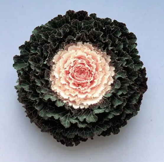 Ornamental Kale Songbird White - 8"