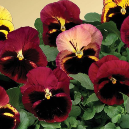 Pansy Tapestry - 3.5"
