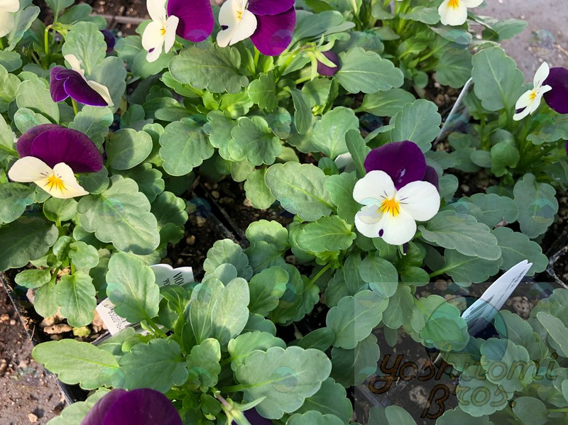 Viola Jump Up White - 3.5"