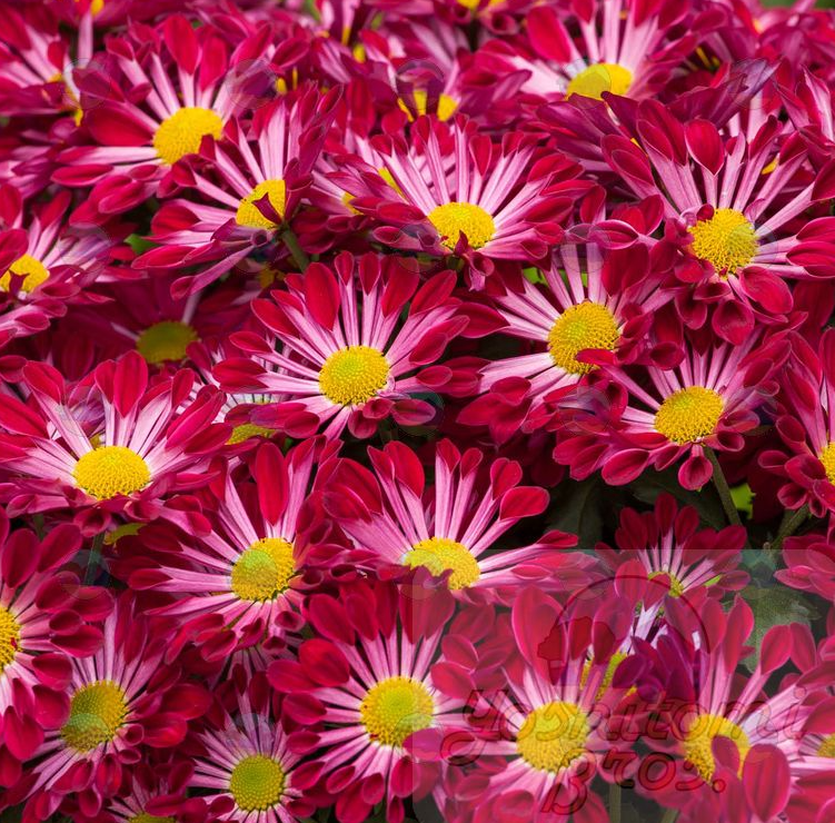 Chrysanthemum Mums Fairbanks Purple - 4.5"