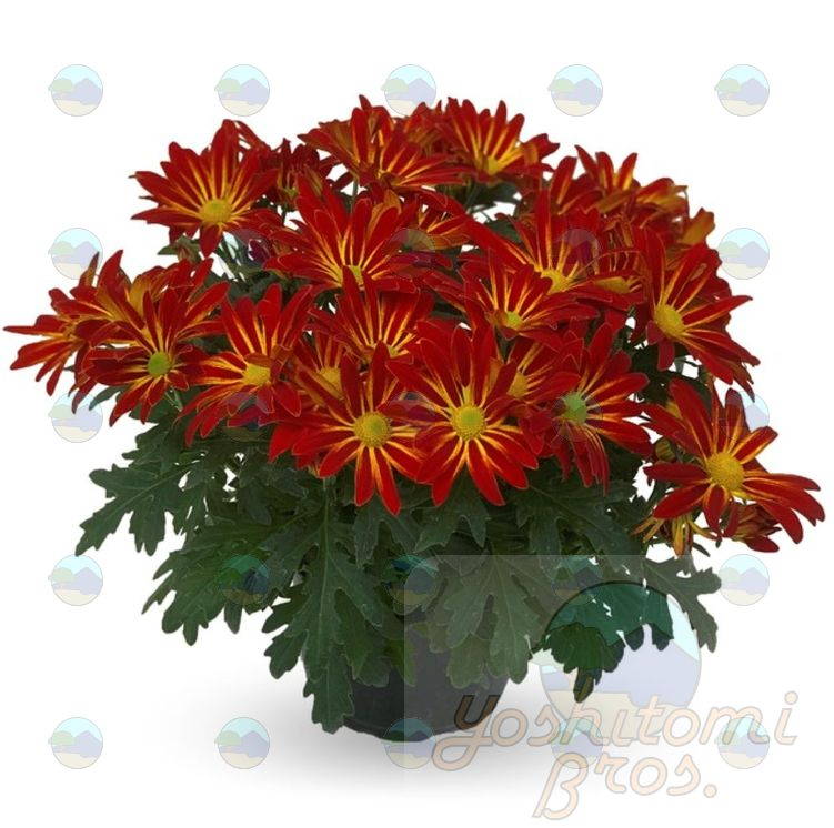 Chrysanthemum Mums Pelee Island Red - 4.5"