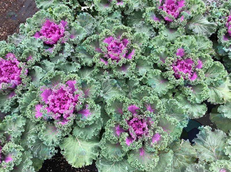 Ornamental Kale Nagoya Rose - 1 Gallon