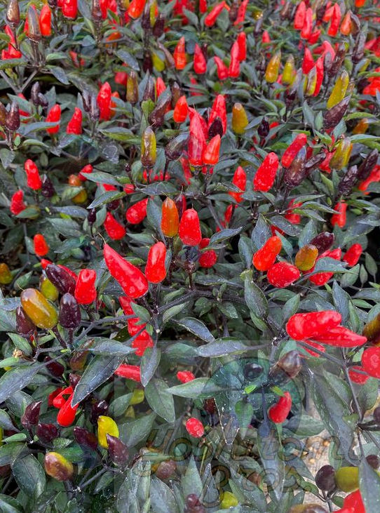 Ornamental Pepper Midnight Fire - 4.5"