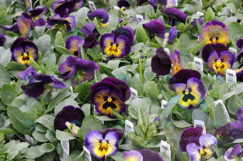 Pansy Matrix Midnight Glow - 3.5"