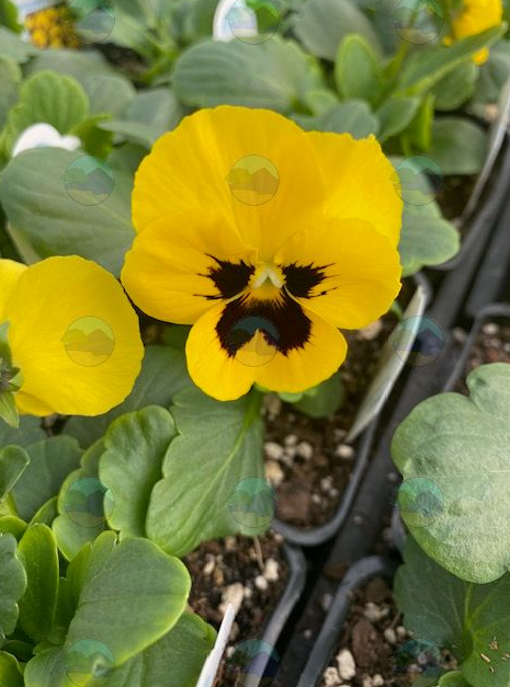 Pansy Matrix Yellow Blotch - 3.5"