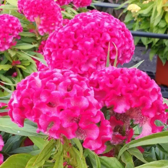 Celosia Twisted Bright Pink - 6"