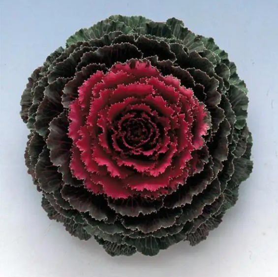Ornamental Kale Songbird Red - 8"