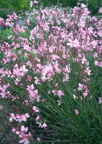 Gaura Pink Fountains - 1 Gallon