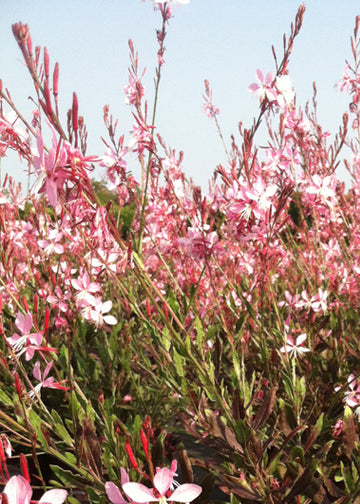 Gaura Pink Fountains - 1 Gallon