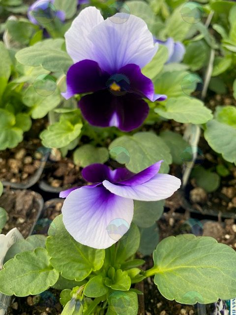 Pansy Beacon Blue - 3.5"
