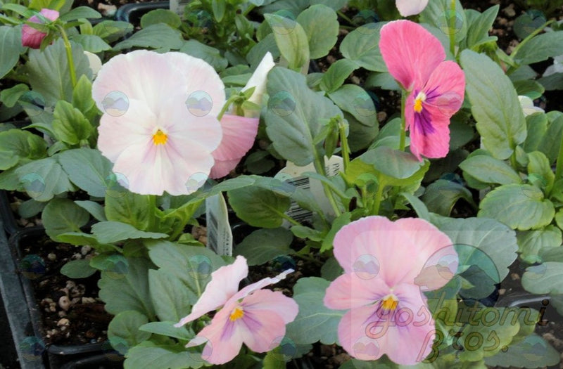 Pansy Pink Shades - 3.5"