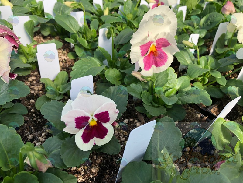 Pansy Grandio White Rose Blotch - 3.5"