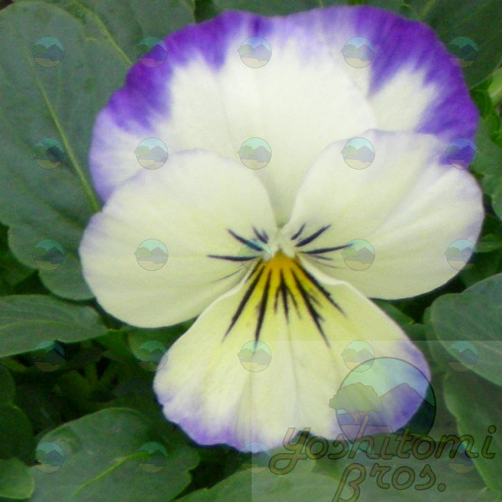 Viola Coconut Swirl - 3.5"