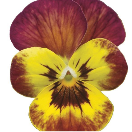 Viola Deltini Copperfield - 3.5"