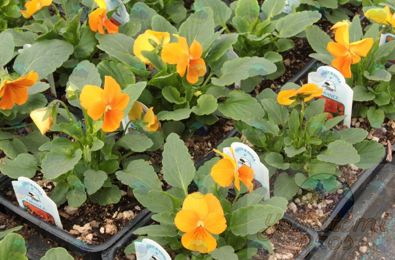 Viola Orange - 3.5"