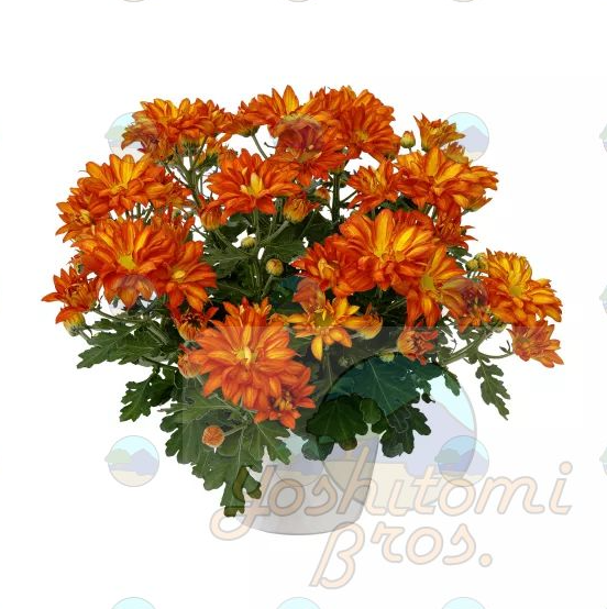 Chrysanthemum Mums Pelee Orange Bronze - 8"