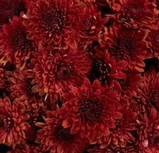 Chrysanthemum Mums Avalon Dark Red - 8"