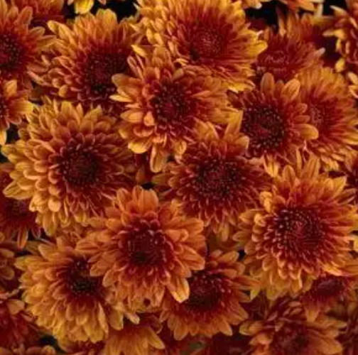 Chrysanthemum Mums Avalon Orange - 8"