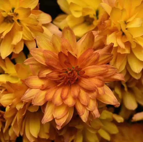 Chrysanthemum Mums Kizzmet Golden Yellow - 8"