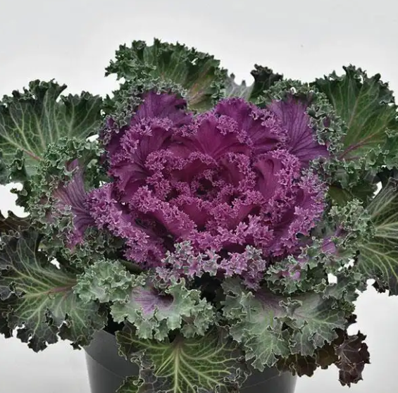 Ornamental Kale Nagoya Red - 8"
