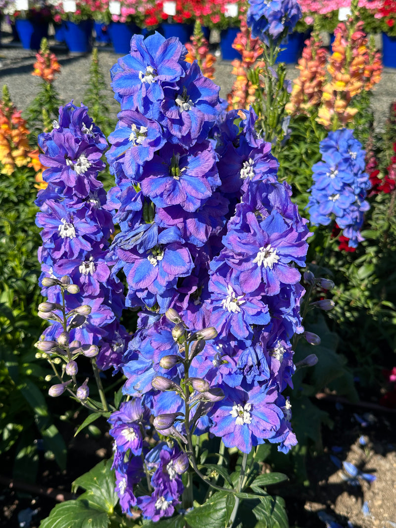 Delphinium Guardian Blue - 1 Gallon