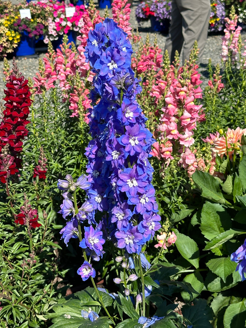 Delphinium Guardian Blue - 1 Gallon