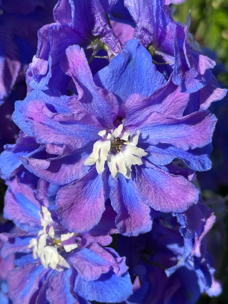 Delphinium Guardian Blue - 1 Gallon