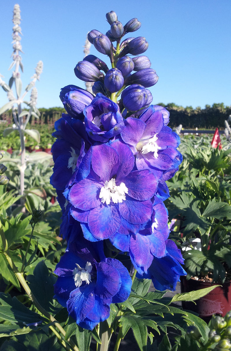 Delphinium Guardian Blue - 1 Gallon