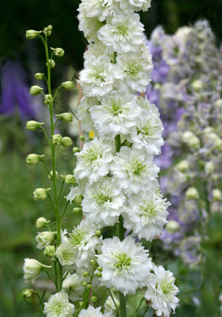 Delphinium Guardian White - 3.5"