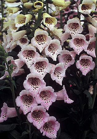 Digitalis Camelot Lavender - 1 Gallon