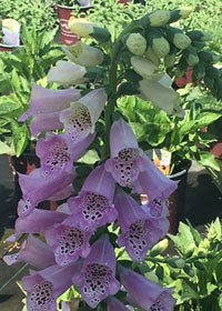 Digitalis Camelot Lavender - 1 Gallon