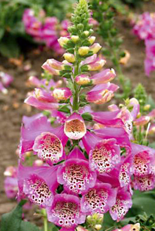 Digitalis Camelot Rose - 1 Gallon