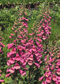 Digitalis Camelot Rose - 1 Gallon