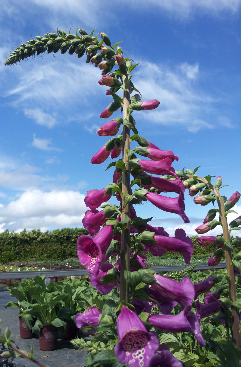 Digitalis Camelot Rose - 1 Gallon