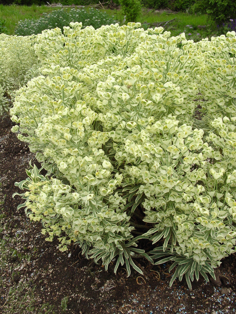 Euphorbia Silver Swan - 1 Gallon